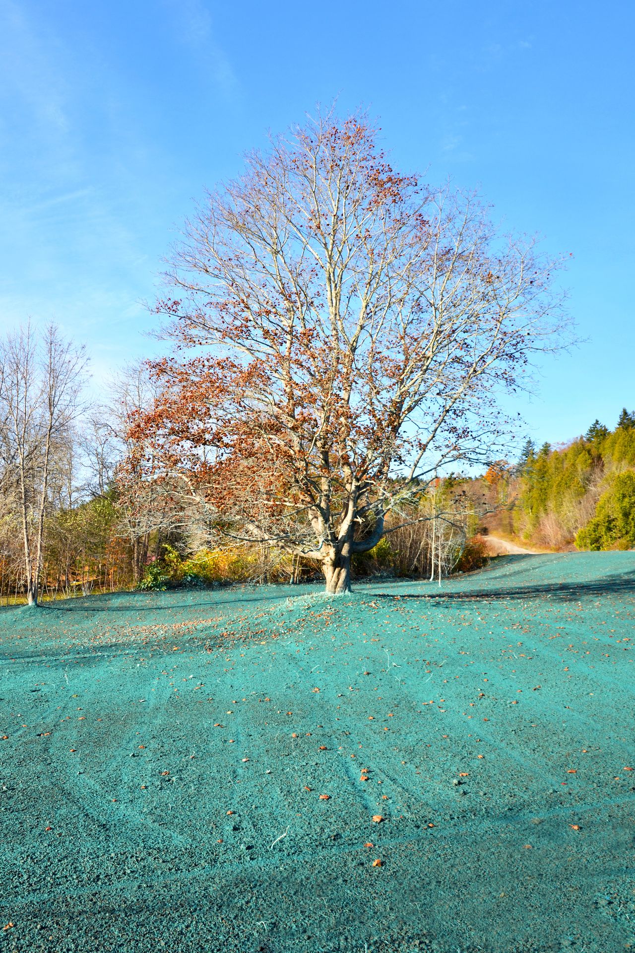A large prepared landscape covered with freshly applied hydroseed